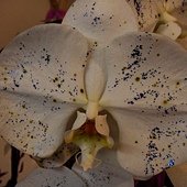 DSC05790
