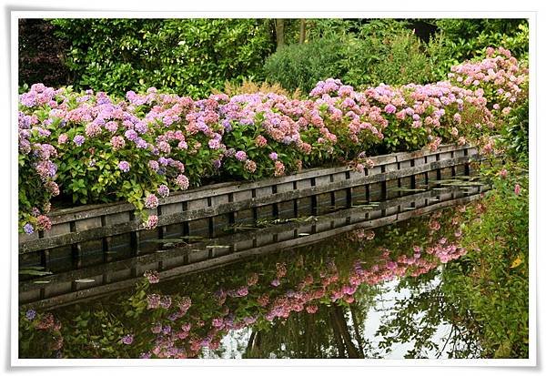 Hortensia_Giethoorn