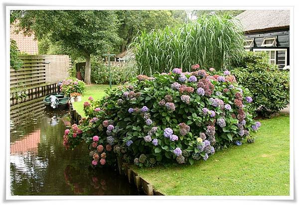 Hortensia_Giethoorn