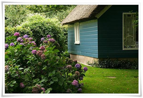 Hortensia_Giethoorn