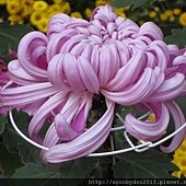 IMG_5305.JPG