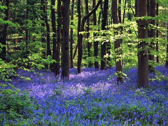 bluebells_wtpl_jane_corey.jpg