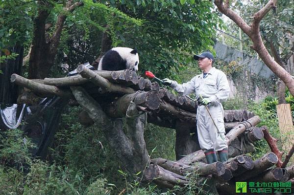 n_20140430_02 圓仔進行動物訓練基礎課程