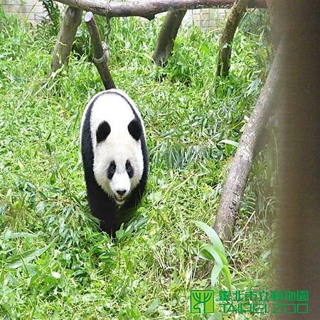 n_20141010_01 到處嗅聞很興奮