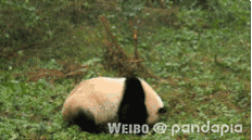170227 pandapia-1 香冰