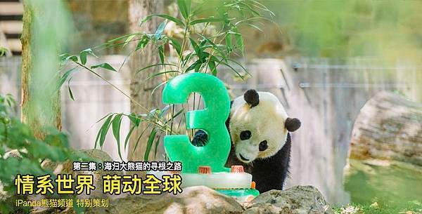 170408 ipanda-1  《情系世界 萌动全球》海归大熊猫的寻根之路