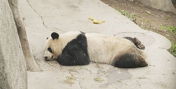 170502 ipanda-10 我好像梦到被外星熊袭击了