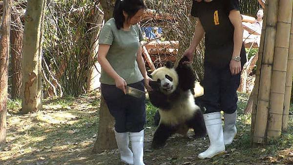 170528 ipanda-1 想骗我进小黑屋，没那么容易！