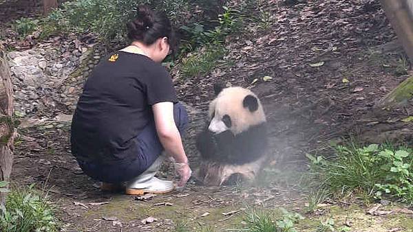 170625 ipanda-6 奶妈，还缺薅熊猫的人咩？