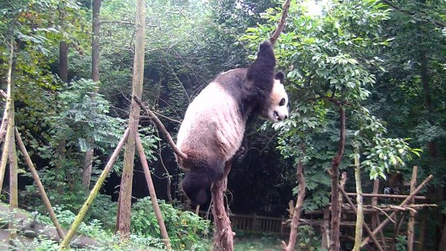 171023 ipanda-2 請問屁股還好嗎？.jpg