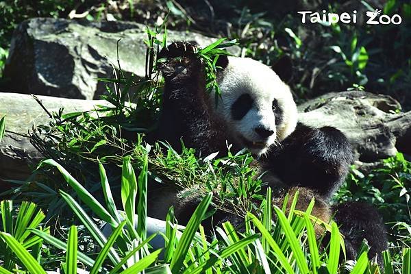 n_20171227_01 圓仔：跨年就是要到動物園舒展筋骨