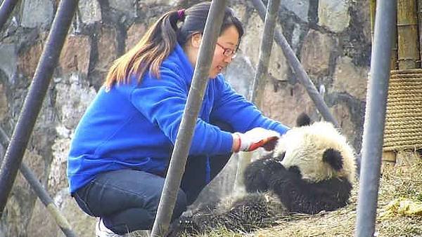 180121 ipanda-4 奶媽我還能再睡會兒~.jpg