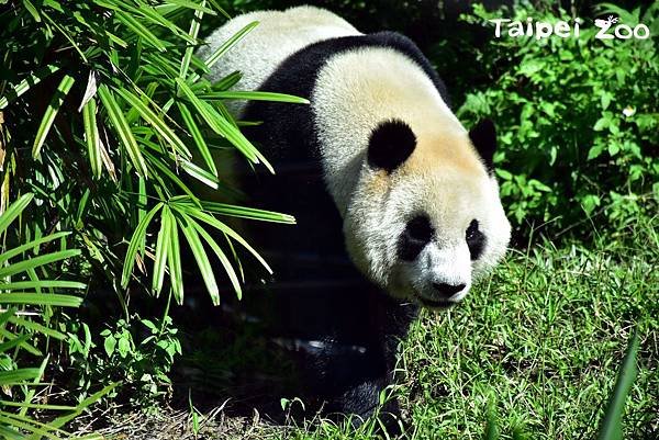 n_20180212_01 大貓熊「圓仔」邀請您到動物園來一趟i-Voting的投票之旅呦!