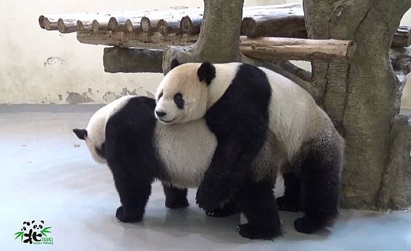 n_20180221_03 動物園在2月20日（初五）上午嘗試讓「團團」和「圓圓」自然交配.jpg