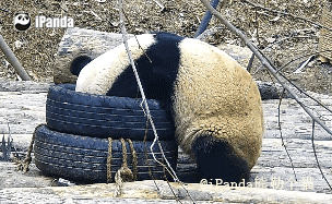 180304 ipanda-9 黏在輪胎上的一只熊