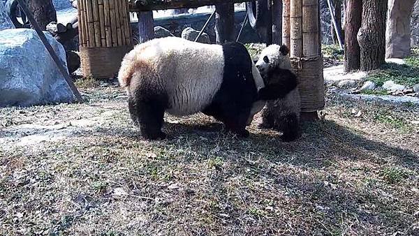 180309 ipanda-5 麻麻，你是在斗牛咩~.jpg