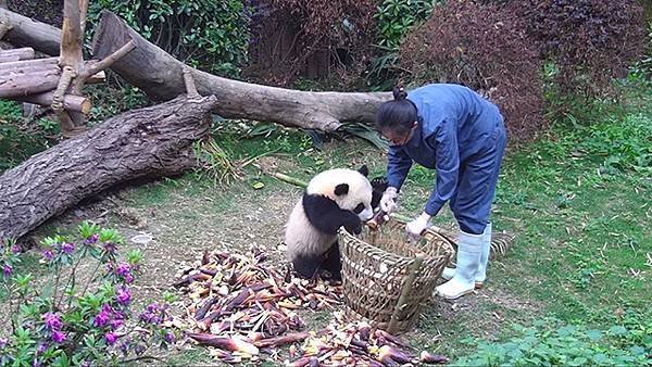 180415 ipanda-2 奶妈，我翻山越岭不是让你这样对我的！.jpg