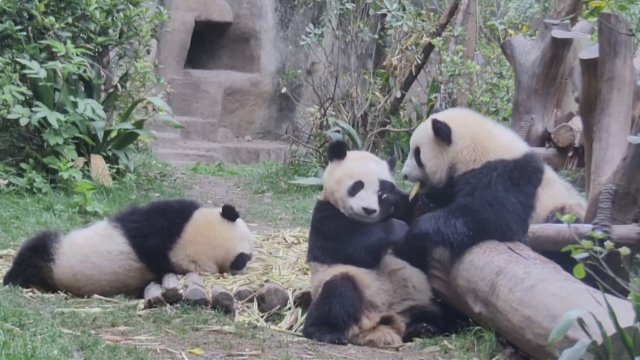 180426 ipanda-1 抢来又不吃，浪费！.jpg