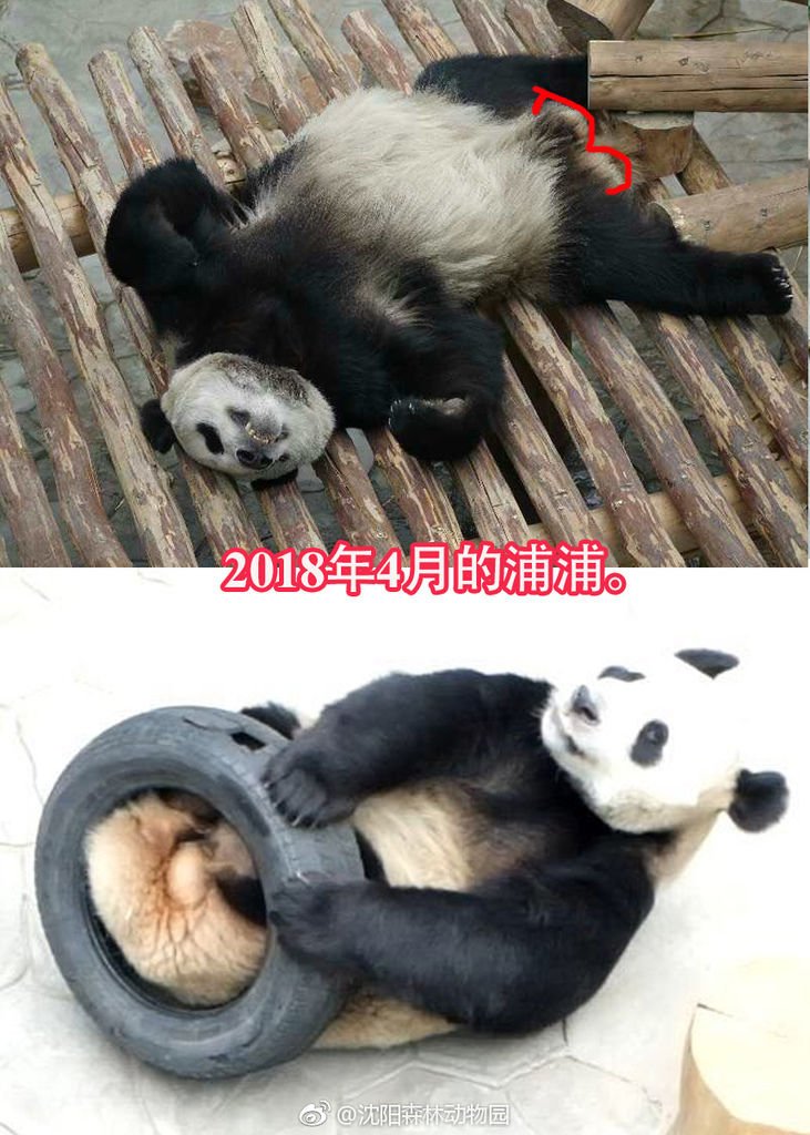 180424 沈陽森林動物園-6.jpg