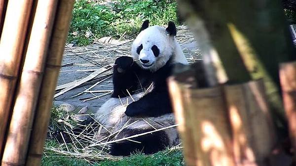 180430 ipanda-1 打嗝也是熊生大事~