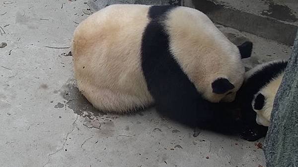 180503 ipanda-2 窩頭分我一半可好