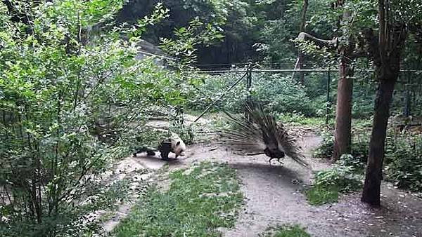 180519 ipanda-3 敢來我美妝博主的地盤撒野