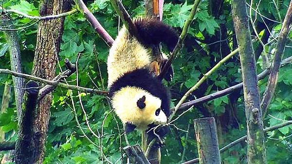 180620 ipanda-4 又霍霍了一小樹枝