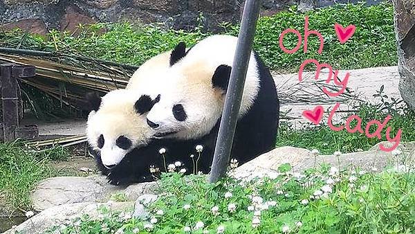 180628 ipanda-4 熊式拉皮了解一下