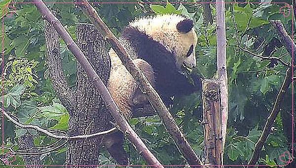 180730 ipanda-8 無法拋棄對樹葉的熱愛~