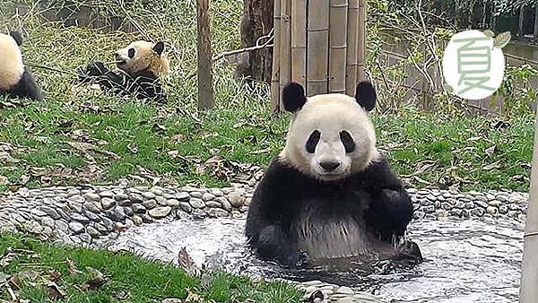180801 ipanda-7 嗯，這湯味道鐵定濃