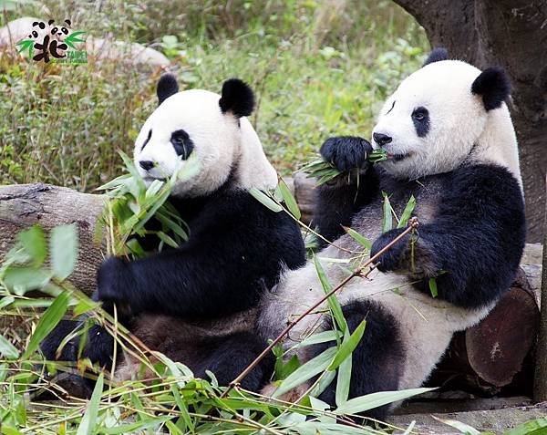 n_20180829_04 今年是「團團」和「圓圓」來到臺北動物園的10周年，回想他們剛來時還是稚嫩的小朋友.jpg