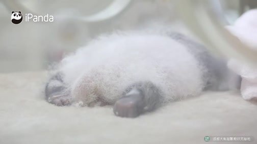 180903 ipanda-3 ＂潤九＂，有人為你讀順口溜