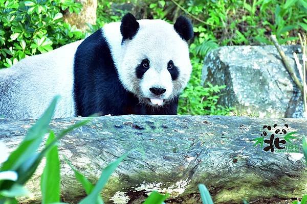 n_20181010_05 本週氣溫約在20-25度上下，正適合大貓熊家族到戶外活動場玩耍探索（大熊貓「團團」）