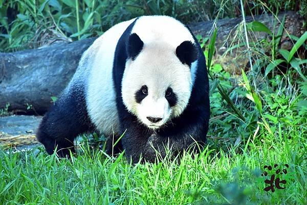 n_20181010_03 天氣涼爽的舒適溫度，非常適合大、小朋友來個動物園小旅行喲！（大熊貓「團團「」）