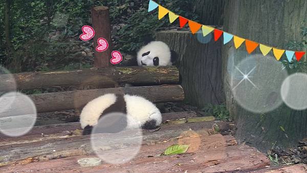 181017 ipanda-2 我就是那個幕後人員
