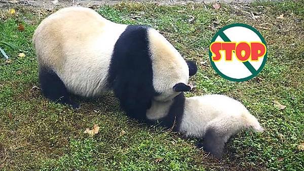 181019 ipanda-6 正在如廁，請勿打擾！