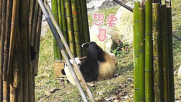 181203 ipanda-6 跟著我一起搖擺~
