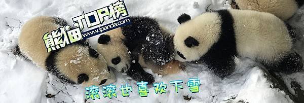 181217 ipanda-10 滾滾也喜歡下雪