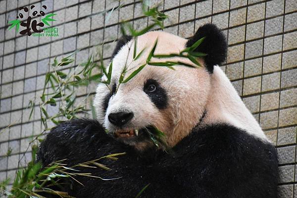 n_20181224_01 大貓熊「團團」裝牙套、醫療顧問團「鈦」厲害