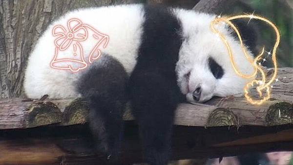 181226 ipanda-7 想做個寶寶，就得會這個睡姿!