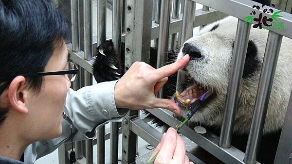 n_20190116-1 保育員及醫療團隊特別關注大貓熊「圓圓」的牙齒及牙齦狀況[