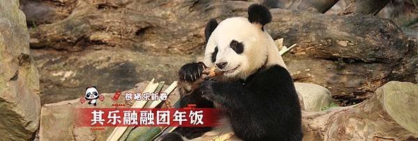 190205 ipanda-10 《熊猫乐新春》其乐融融团年饭！