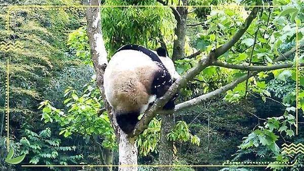 190425 ipanda-6 熊友做锻炼，地动又山摇