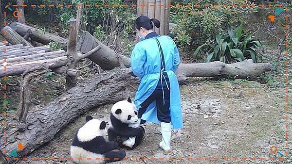 190627 ipanda-12 交出盆盆奶，不然～我们就赖上你了！
