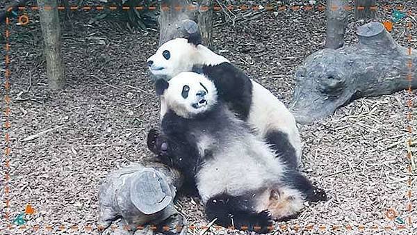 190627 ipanda-16 不要挣扎，今天必须接受我这一吻