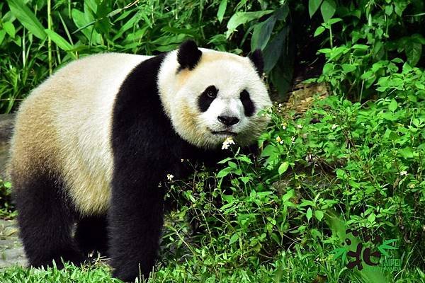 n_20190701_03 大貓熊「圓仔」的6歲生日願望~~希望媽媽明年能順利添弟妹！.jpg