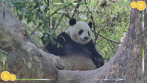 190704 ipanda-5 “迎迎”的肚皮告诉我们，最近伙食不错。