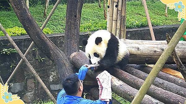 190718 ipanda-4 不能中奶爸的圈套~