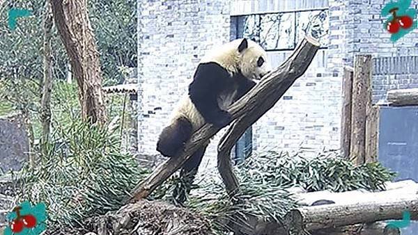 190727 ipanda-6 尴尬的时候就快跑！