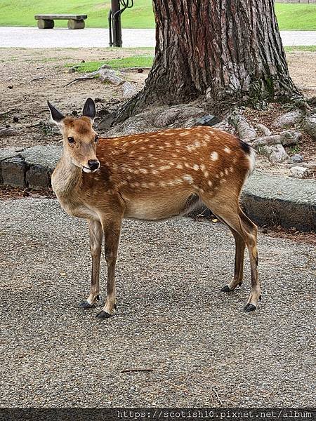 奈良梅花鹿公園 (32).jpg